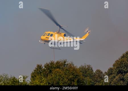 Un hélicoptère de lutte contre les incendies de huey au-dessus d'arbres verts Banque D'Images