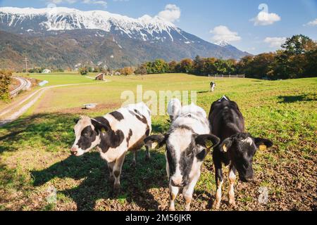 Les vaches se broutent dans un pâturage au pied des Alpes Banque D'Images