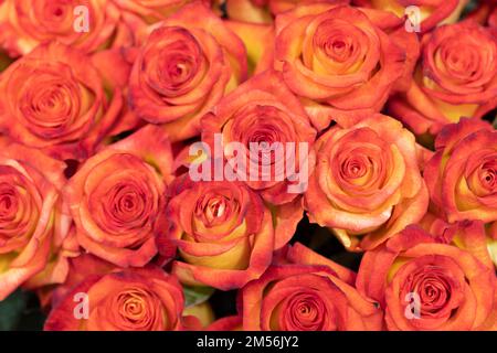 Roses importées de Colombie photographiées à Miami en studio Banque D'Images