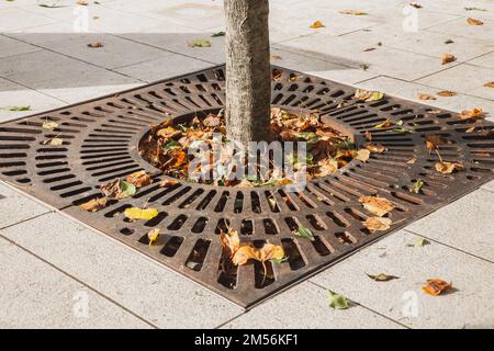 Grille de drainage métallique sur le trottoir autour d'un arbre en Slovénie Banque D'Images