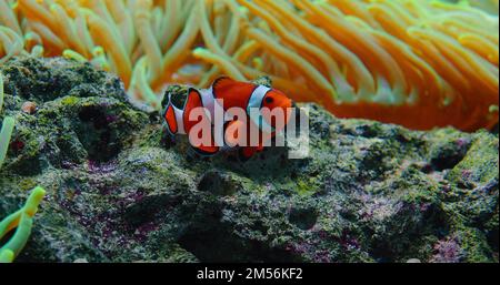 Les poissons clownfish nagent dans les anémones sur le récif de corail. Mer Rouge ou anemonefish à deux bandes. Les poissons marins se nourrissent d'algues et de zooplancton dans la nature. Famille Banque D'Images