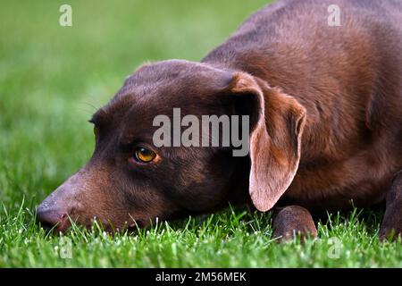 Gros plan d'un chien brun allongé sur l'herbe avec une expression réfléchie Banque D'Images