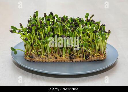 Pousses de tournesol sur une assiette. Plats végétariens Banque D'Images