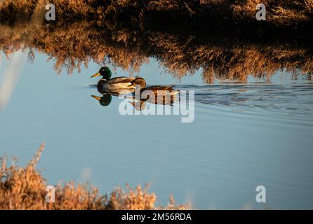 Les canards nagent dans la forêt urbaine d'Izmir Banque D'Images