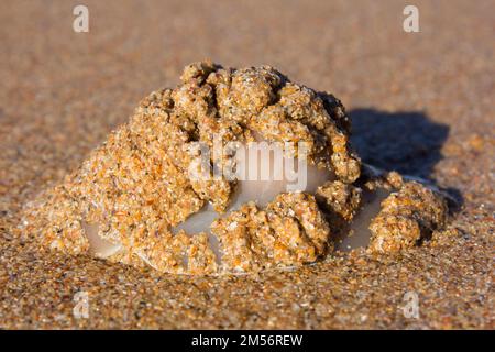 Ince’s Moon escargot recouvert de sable lorsqu’il voyage acrosss une plage.Polinices incei Bargara Australie Banque D'Images