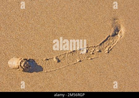 Ince’s Moon Escargot se déplaçant à travers une plage.Polinices incei Bargara Australie Banque D'Images