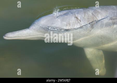Un dauphin à bosse indo-Pacifique qui expire. Présente des morsures causées par des combats avec d'autres mâles.Sousa chinensis Tin CAN Bay Australie Banque D'Images