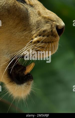 Lion africain (Panthera leo) animaux captifs Australie Banque D'Images