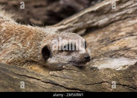 Meerkat (Suricata suricate) animaux captifs Australie Banque D'Images