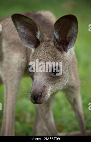 Orphan de kangourou gris de l'est montrant le nez blessé. Macropus giganteus mâle Bundaberg Australie Banque D'Images