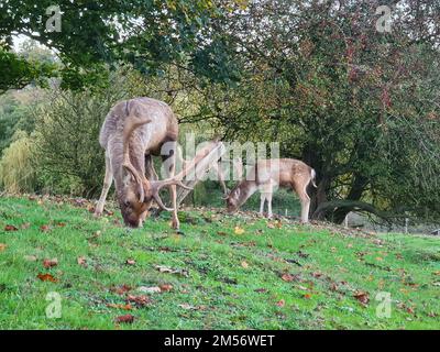 Un cliché de deux décheurs mangeant de l'herbe dans un champ vert rempli de feuilles mortes et entouré d'arbres Banque D'Images