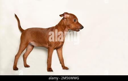 Un chiot drôle se tient sur le côté sur un fond clair. Un chiot marron et enjoué avec une queue relevée. Le petit chien regarde loin. Un animal de compagnie pur-sang se réjouit. Banque D'Images