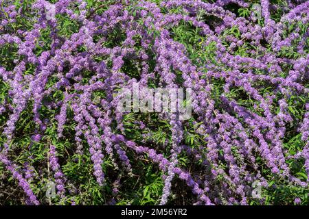 Fontaine papillon Bush, Buddleja alternifolia, fleurs, arc Banque D'Images