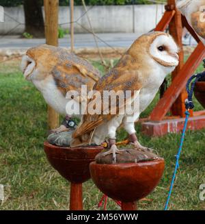 Deux granges se trouvent sur leurs perches lors d'une exposition locale Banque D'Images