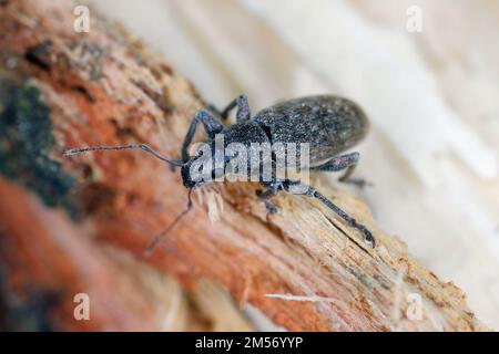 Grey Pine Weevil (Brachyderes incanus), sur bois. Banque D'Images