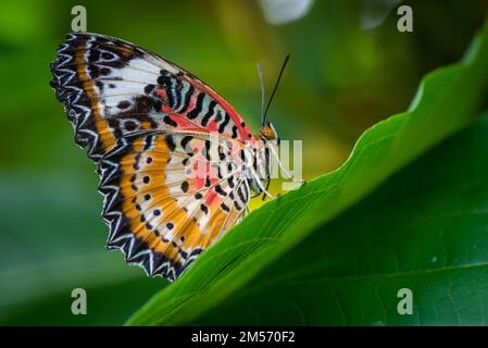 Un gros plan d'un Céthosia biblis, le papillon rouge laquant capturé sur une feuille verte dans un jardin Banque D'Images