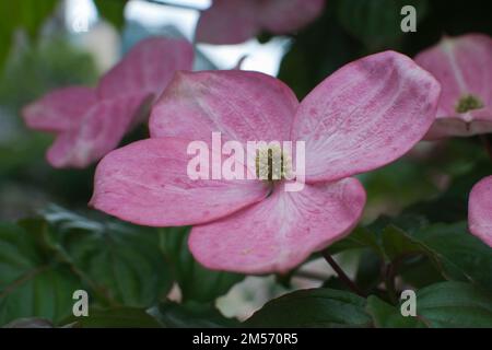 La menégonie rose (Begonia grandis) fleurit. Été Banque D'Images