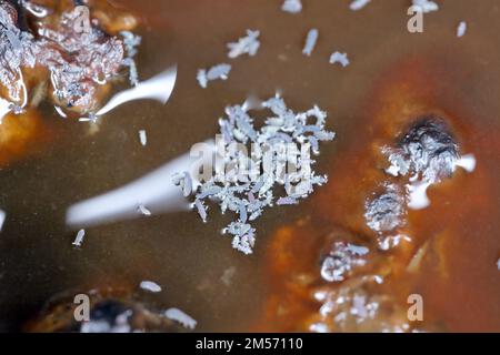 Groupe de Springtails, commander Collembola à la surface de l'eau sale. Banque D'Images