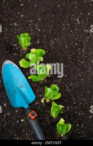 plantules de laitue et pelle de jardin bleue sur le sol. Plantez de laitue sur le sol en gros plan. Culture de bio légumes dans votre propre jardin.Jardinage Banque D'Images