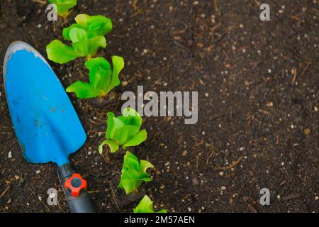 plantules de laitue et pelle de jardin bleue sur le sol. Plantez de laitue sur le sol en gros plan. Culture de bio légumes dans votre propre jardin.Jardinage Banque D'Images