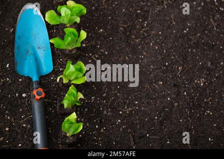 plantules de laitue et rangée de pelle de jardin bleue sur le sol. Plantez de laitue sur le sol en gros plan. Culture de bio légumes dans votre propre jardin Banque D'Images