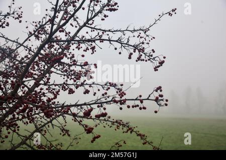 Baies rouges sur les branches avec un champ dans le brouillard comme arrière-plan Banque D'Images