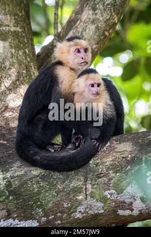 Singe Capuchin (à face blanche) au parc national Manuel Antonio au Costa Rica Banque D'Images