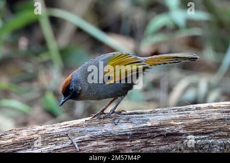 Un Laughingthrush couronné de châtaigne (Trochalopteron erythrocephalum) perché sur une bûche dans la forêt du nord de la Thaïlande Banque D'Images