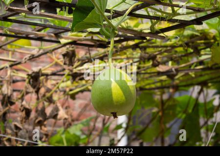 gourde de bouteille verte de forme ronde accrochée au cadre de jardin. Banque D'Images