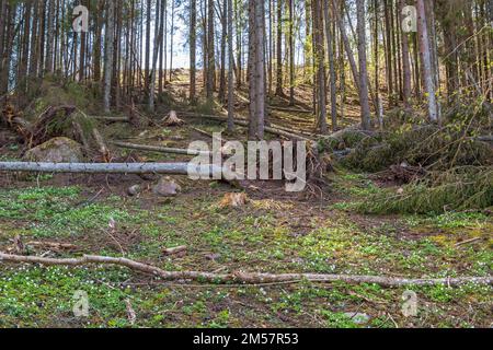 Tempête de bois endommagé avec beaucoup d'arbres tombés Banque D'Images