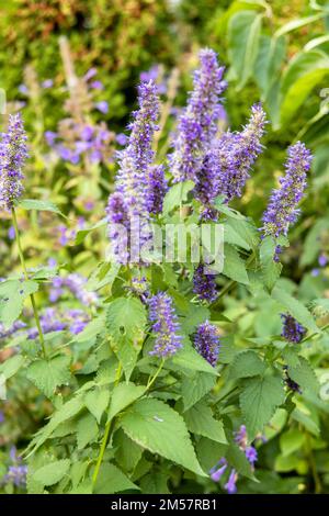 Agastache rugosa Menthe coréenne fleur fleur Banque D'Images