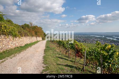 RUEDESHEIM, ALLEMAGNE - 8 OCTOBRE 2021 : Ruedesheim dans les vignobles de la vallée du Rhin, lors d'une belle journée automnale sur 8 octobre 2021 en Allemagne Banque D'Images