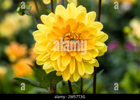 Dahlia fleurs orange et jaune dans le jardin Banque D'Images