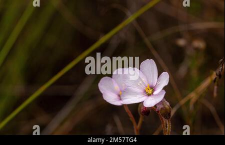 Deux fleurs blanches/roses du Drosera liniflora, dans un habitat naturel avec un arrière-plan flou et un espace de copie Banque D'Images