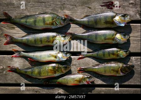 Perchaude, Perca fluviatilis, pêchée dans le lac de Ravnsjø à Våler kommune, Østfold, Norvège. Banque D'Images