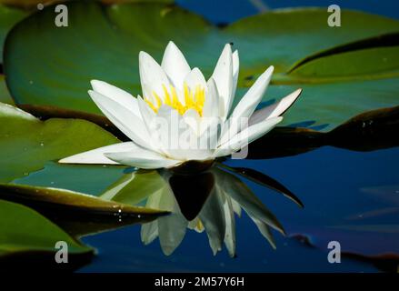 Nénuphar blanc européen, Nymphaea alba, dans le lac Vansjø en Østfold, Norvège. Vansjø est une partie de l'eau appelé système Morsavassdraget. Banque D'Images