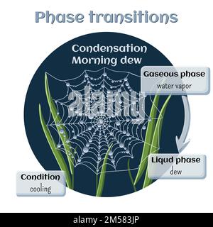 Changements d'état. Partie 4 de 6. Condensation d'eau - rosée du matin. Transition de phase de l'état gazeux à l'état liquide. Infographies pédagogiques. vec de dessin animé Illustration de Vecteur
