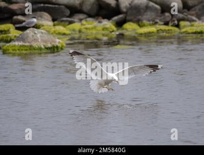 Goéland commun (Larus canus), bassins de Grutness, Shetland Banque D'Images