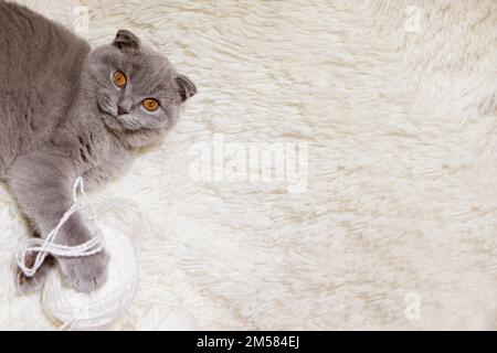 Un chat gris joue avec une boule blanche de laine sur un tapis moelleux. Un chaton heureux aime frapper la main de la femme. shorthair britannique. Cat pour les bandes publicitaires. Gros plan sur un animal amusant. Photo de haute qualité Banque D'Images