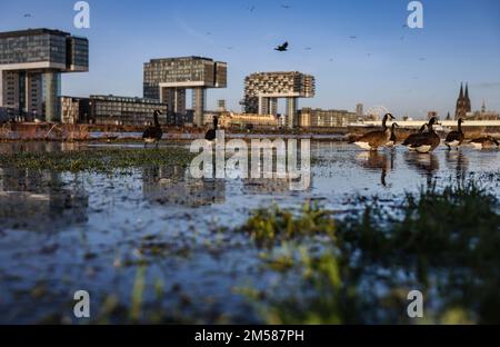 Cologne, Allemagne. 27th décembre 2022. Les oies marchent le long des rives du Rhin dans l'eau des prairies inondées. Une vague d'inondation a submergé des parties de la promenade du Rhin à Cologne. Les niveaux d'eau restent bien en dessous des valeurs auxquelles il y aurait un danger pour les zones habitées ou des restrictions sur le transport maritime.(Re dpa/lnw: 'Petite vague d'inondation met les banques du Rhin sous l'eau') Credit: Oliver Berg/dpa/Alay Live News Banque D'Images