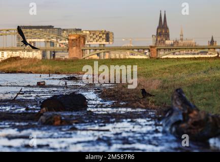 Cologne, Allemagne. 27th décembre 2022. Driftwood se trouve dans l'eau des prairies inondées sur les rives du Rhin. Une vague d'inondation a submergé des parties de la promenade du Rhin à Cologne. Les niveaux d'eau restent bien en dessous des valeurs auxquelles il y aurait un danger pour les zones habitées ou des restrictions sur l'expédition.(Re dpa/lnw: 'Petite vague d'inondation met la banque du Rhin sous l'eau') Credit: Oliver Berg/dpa/Alay Live News Banque D'Images