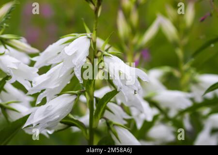 Fleur de cloche blanche à motif pêche dans un jardin d'été. Plante de Campanula persicifolia. Banque D'Images