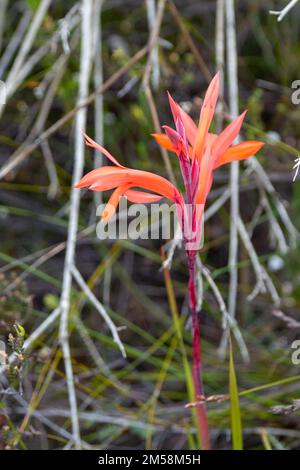 Fleurs sauvages d'Afrique du Sud : fleurs d'une Watsonia sp. Vue dans l'habitat naturel près de Porterville dans le Cap occidental de l'Afrique du Sud Banque D'Images