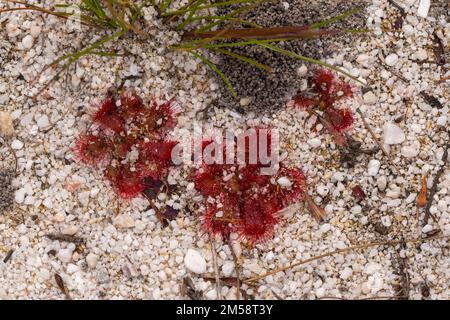 Gros plan du Sundew Drosera trinervia rosé vu dans un habitat naturel sablonneux près de Porterville, dans le Cap occidental de l'Afrique du Sud Banque D'Images