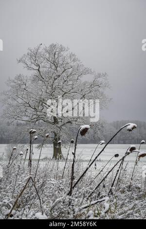 Winterbaum / Baum / Eiche im Winter / Feldbaum Banque D'Images