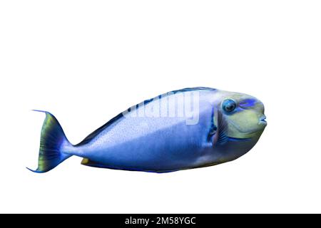 Nage de poissons colorés, isolés sur fond blanc Banque D'Images