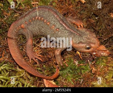 Gros plan détaillé sur un nouveau-ton himalayan de couleur orange adulte, Tylototriton verrucosus assis sur des mousses Banque D'Images