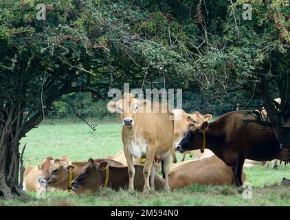 Jersey. 10th septembre 2022. Les bovins du Jersey se reproduisent sur un pâturage de l'île du même nom. Le bétail de Jersey est une race de bétail domestique. Il est originaire de l'île de la Manche de Jersey et y a été élevé pendant des siècles sans influence d'autres races. Il est considéré comme l'une des races de bétail les plus anciennes au monde. La race de bétail est appréciée dans le monde entier pour son rendement élevé, sa robustesse et son tempérament doux. Crédit : Alexandra Schuler/dpa/Alay Live News Banque D'Images