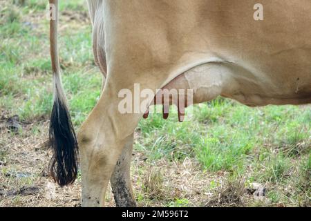 Jersey. 10th septembre 2022. Les bovins du Jersey se reproduisent sur un pâturage de l'île du même nom. Le bétail de Jersey est une race de bétail domestique. Il est originaire de l'île de la Manche de Jersey et y a été élevé pendant des siècles sans influence d'autres races. Il est considéré comme l'une des races de bétail les plus anciennes au monde. La race de bétail est appréciée dans le monde entier pour son rendement élevé, sa robustesse et son tempérament doux. Crédit : Alexandra Schuler/dpa/Alay Live News Banque D'Images