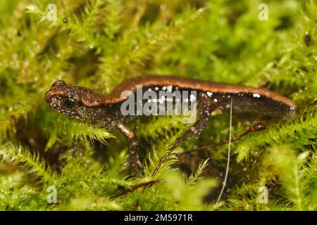 Gros plan naturel sur une salamandre à dos rouge de l'Ouest, véhicule Plethodon assis dans de la mousse verte Banque D'Images